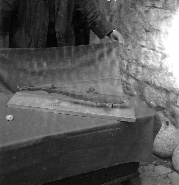 Riba Acanthias vulgaris R