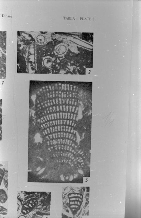 Cuneolina pavonia parne (foraminifera)