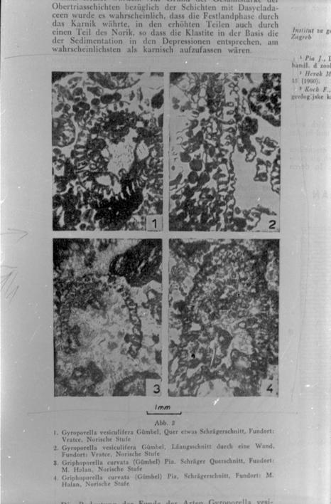 Gyroporella vesiculifera (vapn. Alga) 1, 2 i Gyroporella curvata (vapn. alga) 3, 4