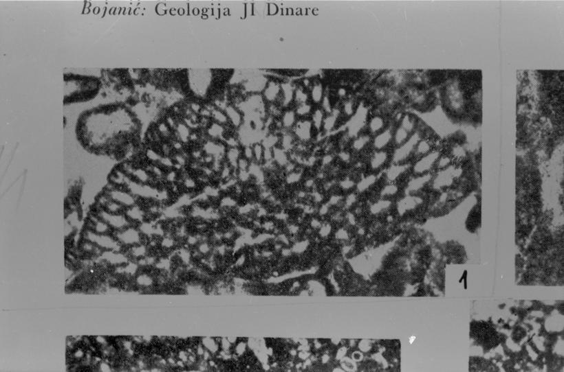 Orbitolina sp. (foraminifera) 1