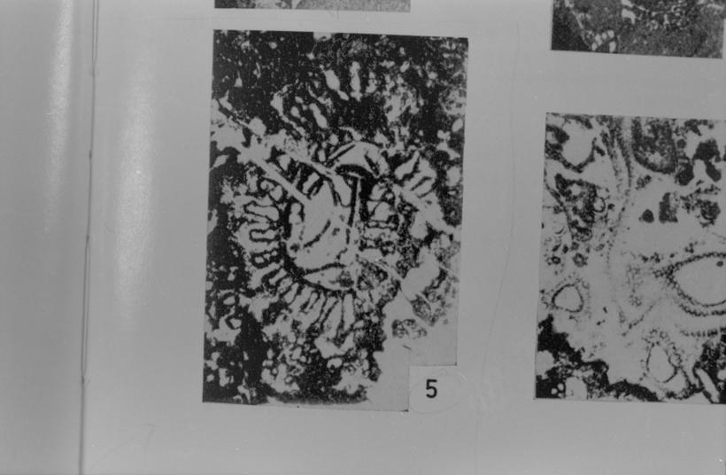 Sellinoporella donzellii (vapn. Alga) 5