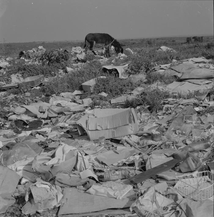 Gradski deponij uz cestu Zadar-Nin; magarac