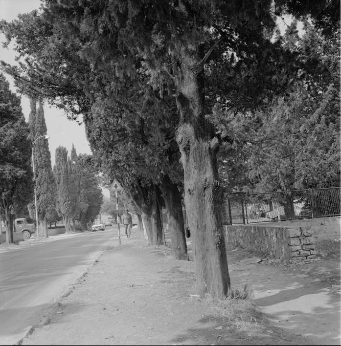 Drvored čempresa zbog prometa podrezan 4 m od zemlje