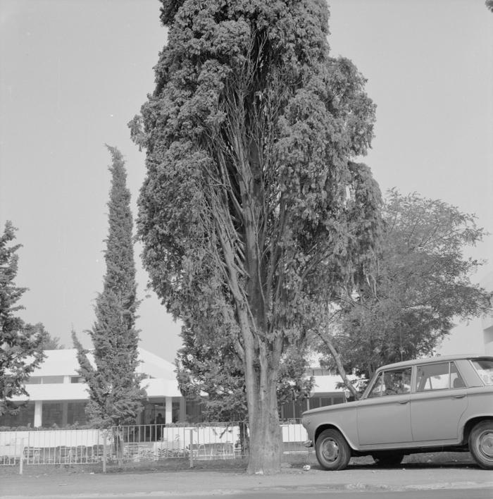 Čempres napadnut raznim ušima; nalaz fakulteta u Zagrebu
