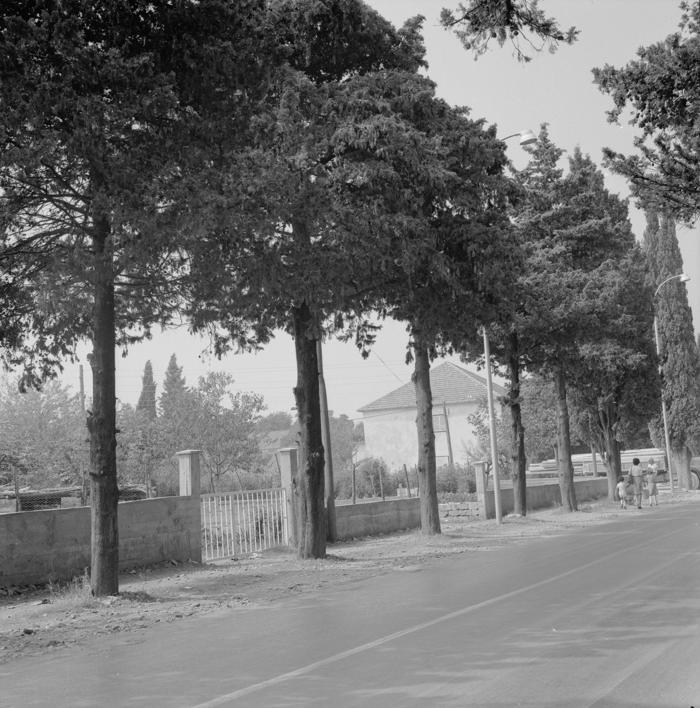 Podsječeni čempresi ispred kuće Zečević; samovolja vlasnika