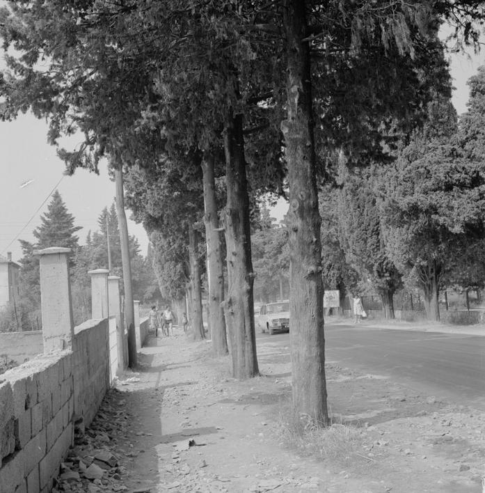 Podsječeni čempresi - kuća Zečević; samovolja - sudski spor - navodno duševni bolesnik