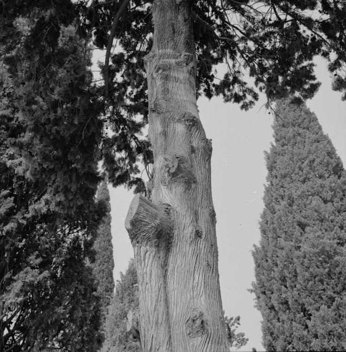 Podsječeni čempres ispred kuće Zečević