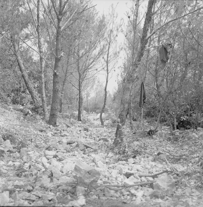 Posječena šuma zbog postavljanja kanalizacije 2-10 m od prometnice