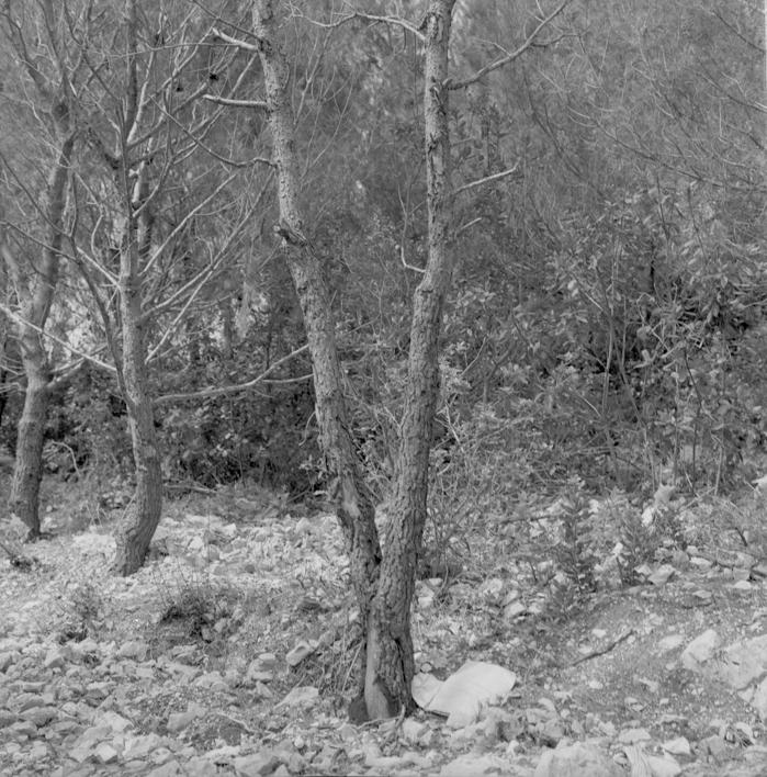 Posred posječenog pojasa uništeni borovi, posljedice miniranja