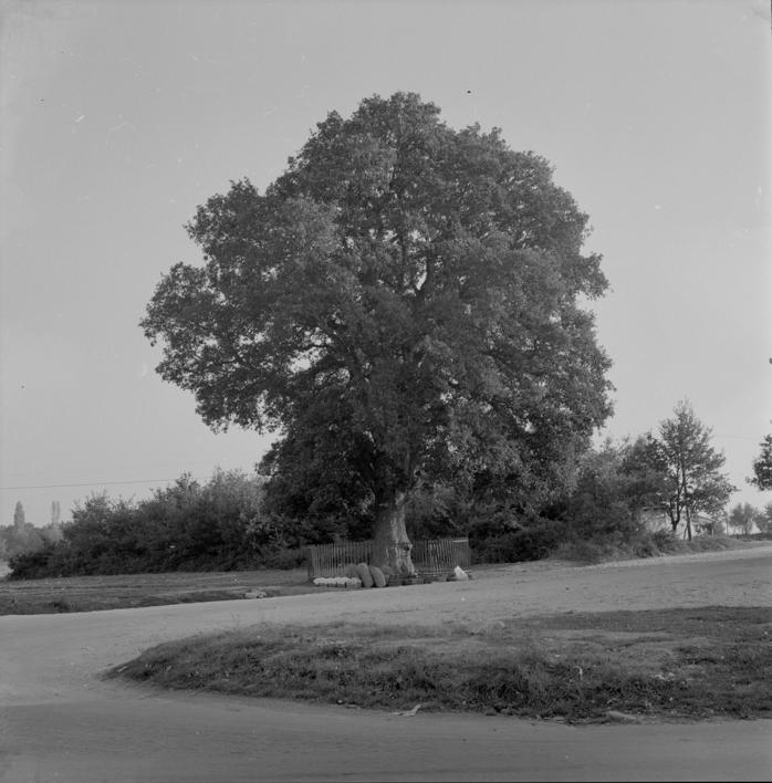 Zeleni hrast (snimljen čitav)