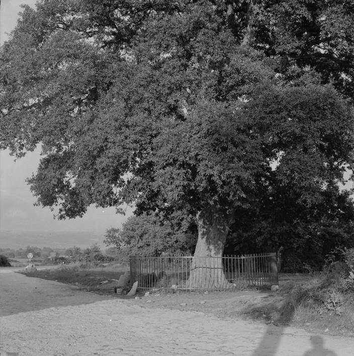 Zeleni hrast - deblo i donji dio krošnje