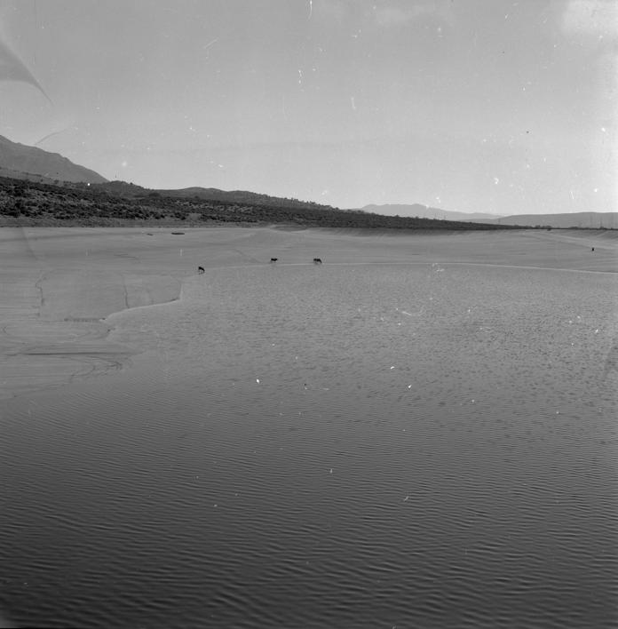 Mali bazen - krave na pojilištu; istočni bazen