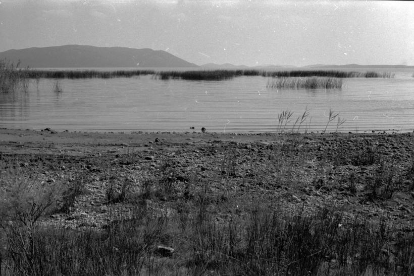 Vransko jezero; trska, sjeverozapadni dio